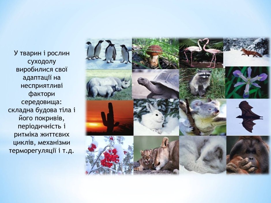 Наземно-воздушная среда обитания