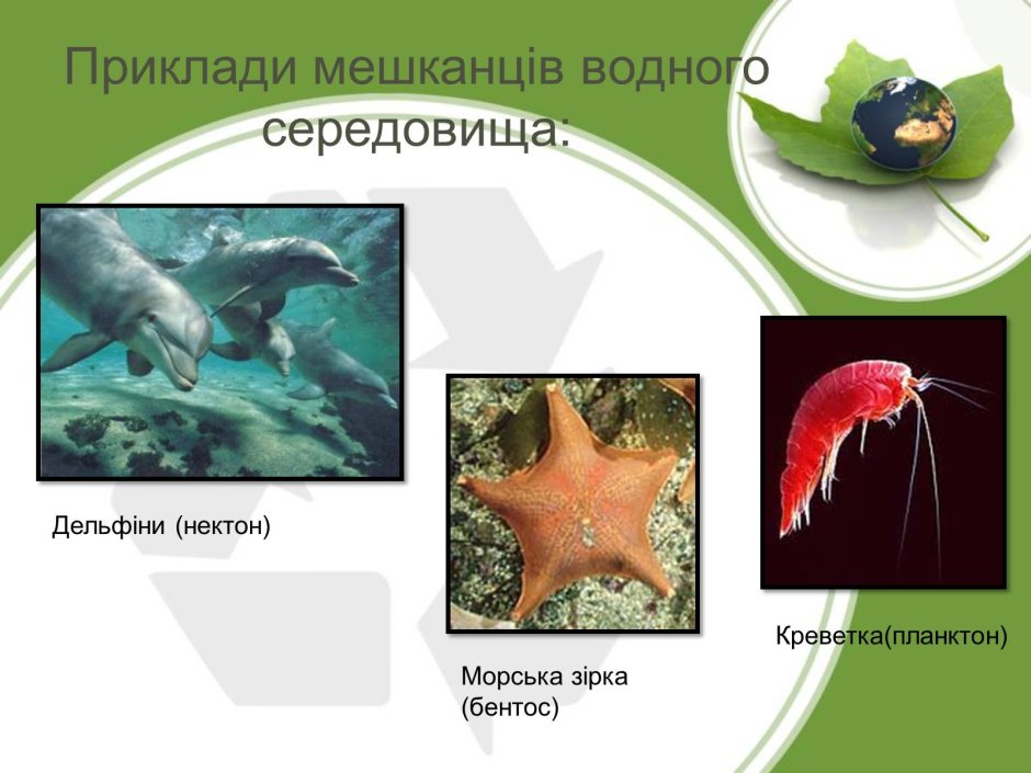 Среды жизни животных