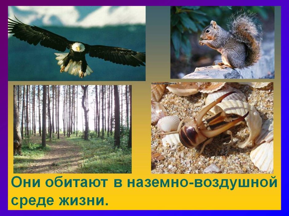 Наземно-воздушная среда обитания