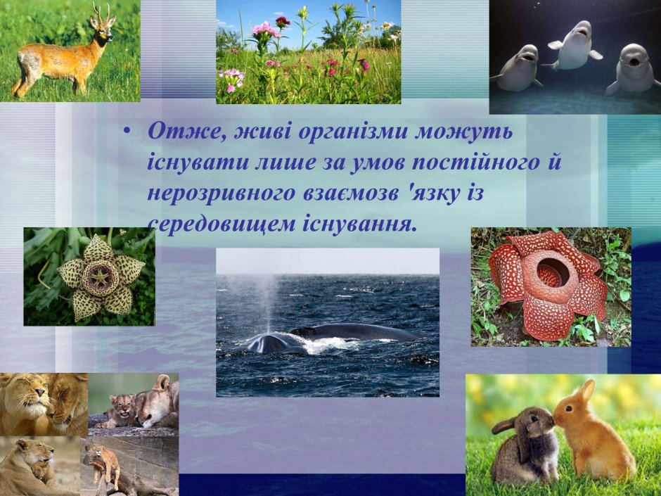 Середовища існування