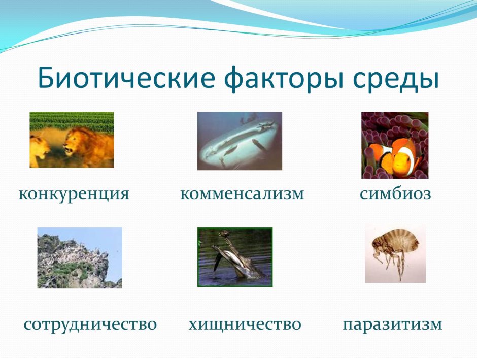 Пищевая цепь Арктики