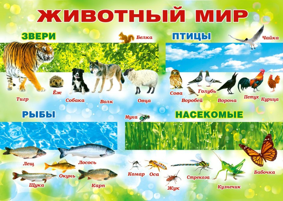 Семейство гепардов