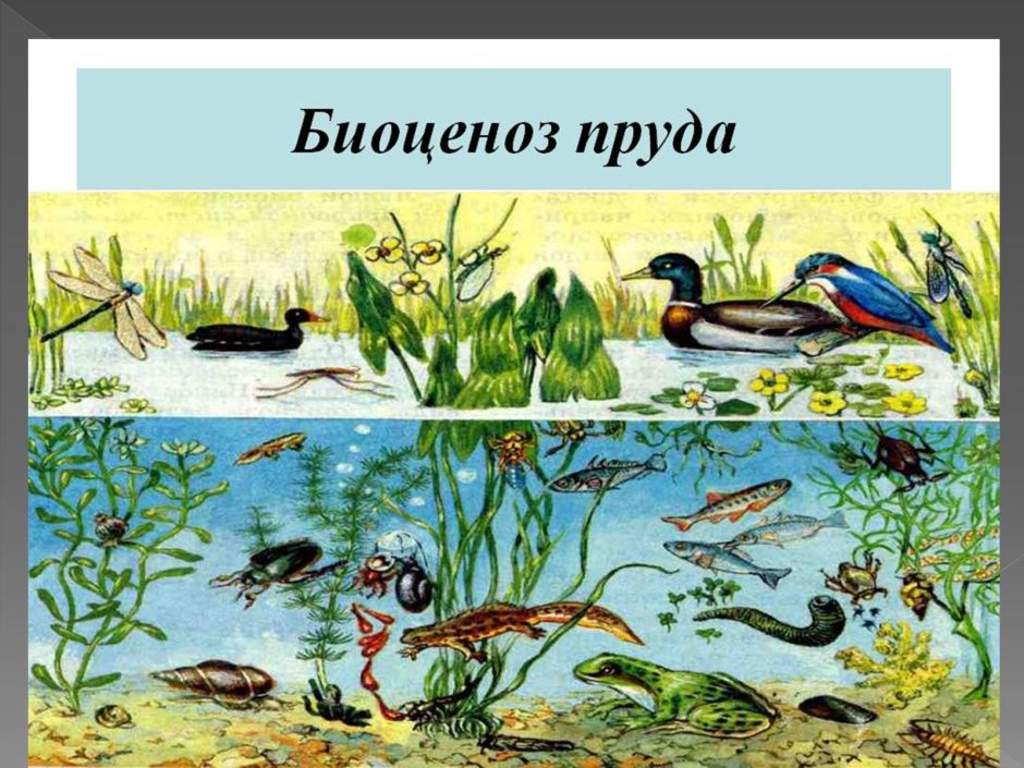 Медведь среда обитания наземно воздушная