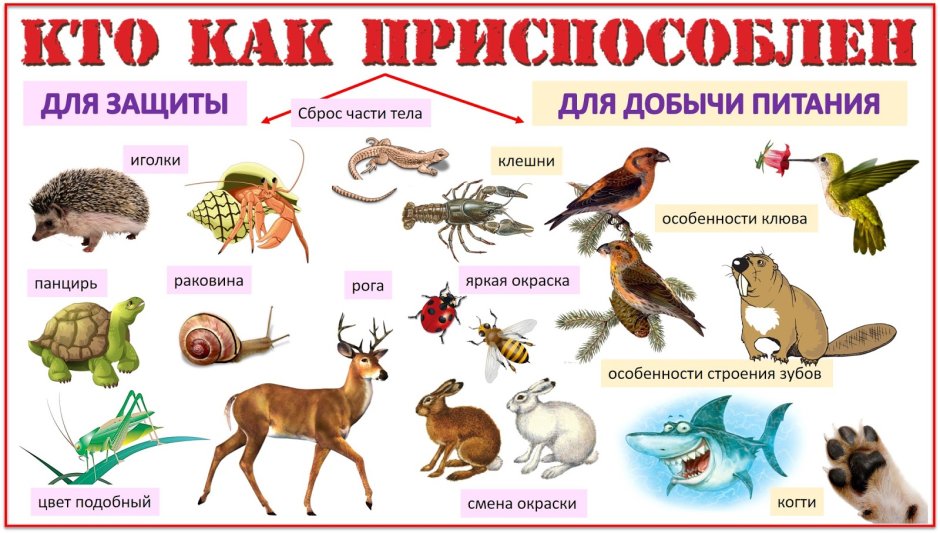 Грызуны обитающие в наземно-воздушной среде