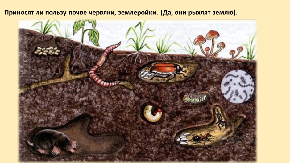 Экосистема лесного озера
