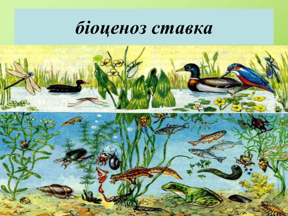 Многообразие животных