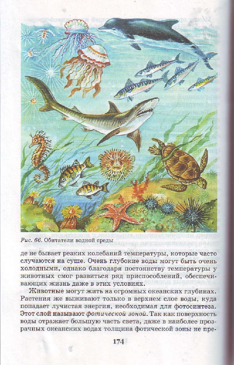 Дикая природа