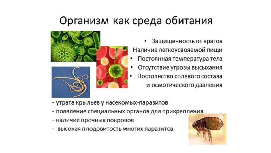 Леопард в саванне