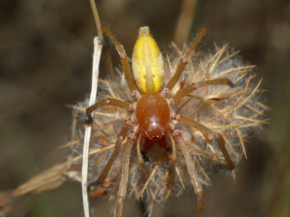 Паук Cheiracanthium punctorium
