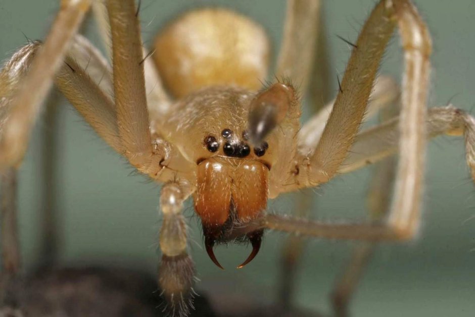 Паук Cheiracanthium punctorium