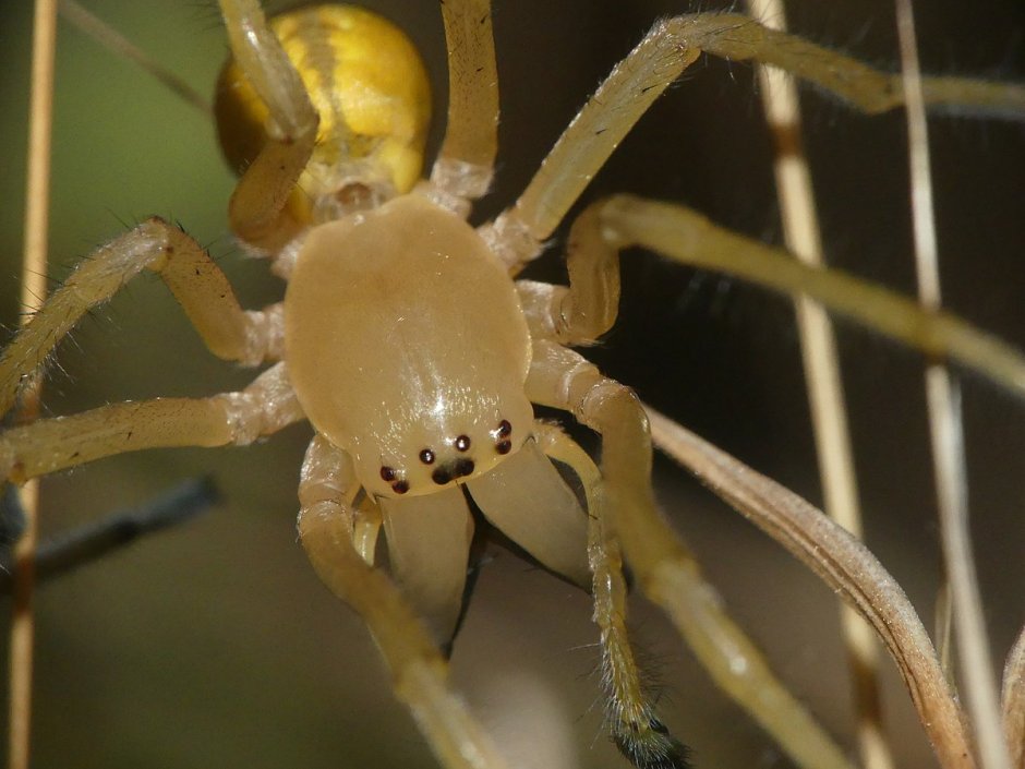 Cheiracanthium punctorium