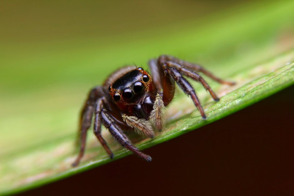 Cheiracanthium punctorium
