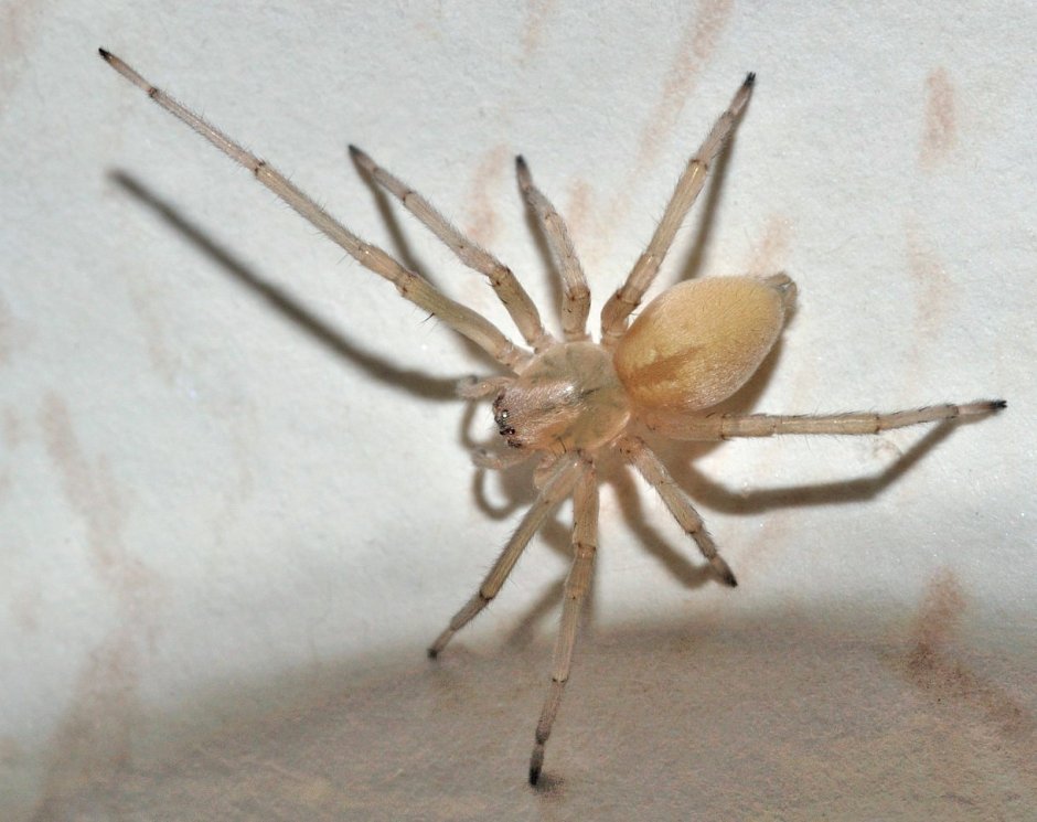 Сумчатый паук Cheiracanthium punctorium