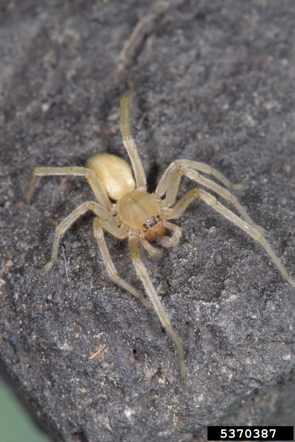 Sparassidae паук