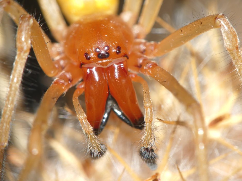 Cheiracanthium inclusum паук