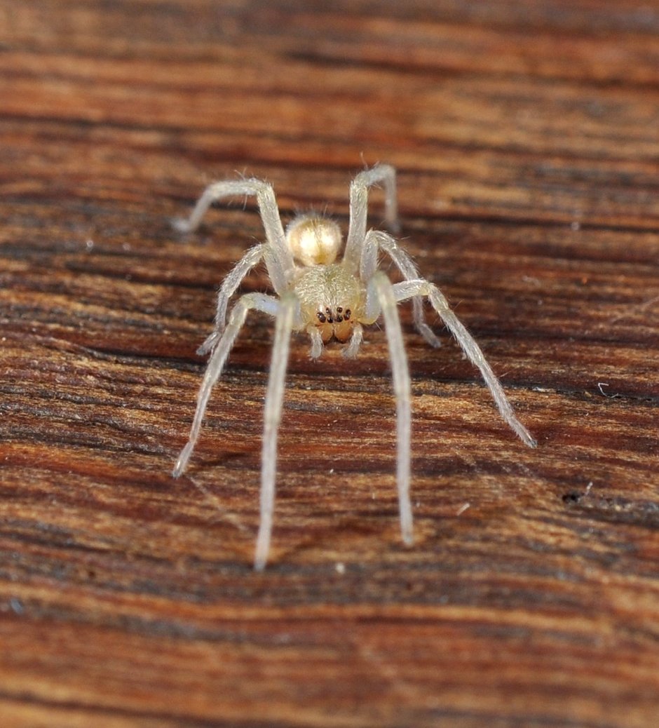 Cheiracanthium punctorium