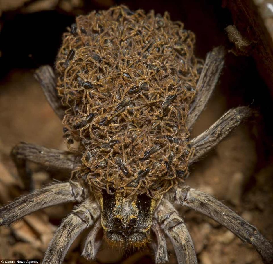 Cheiracanthium mildei (long-legged sac Spider