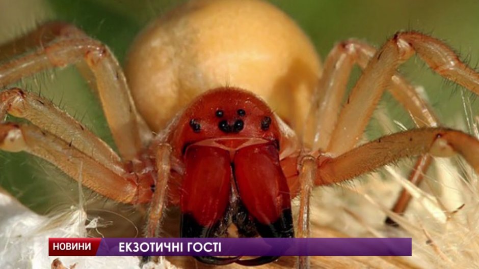 Семейство Miturgidae, шпорцевидные пауки