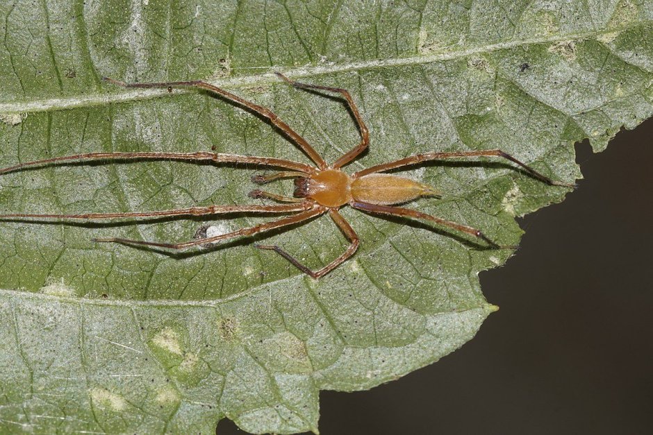 Cheiracanthium punctorium желтосумный колющий паук