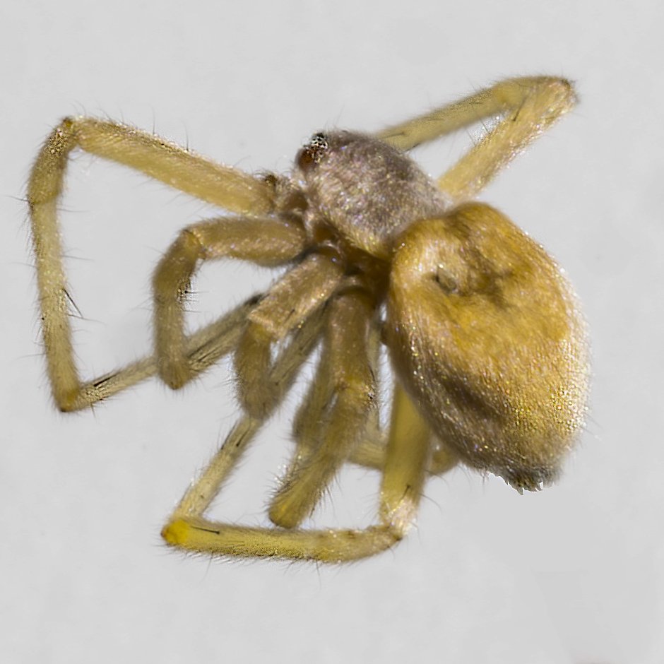 Cheiracanthium mildei паук