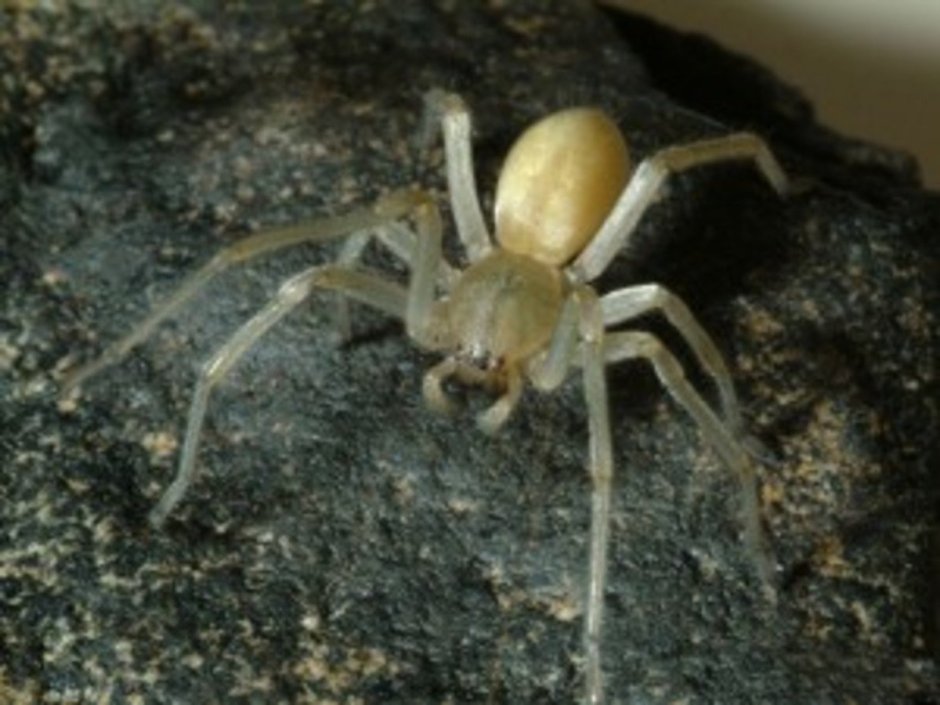 Cheiracanthium virescens паук