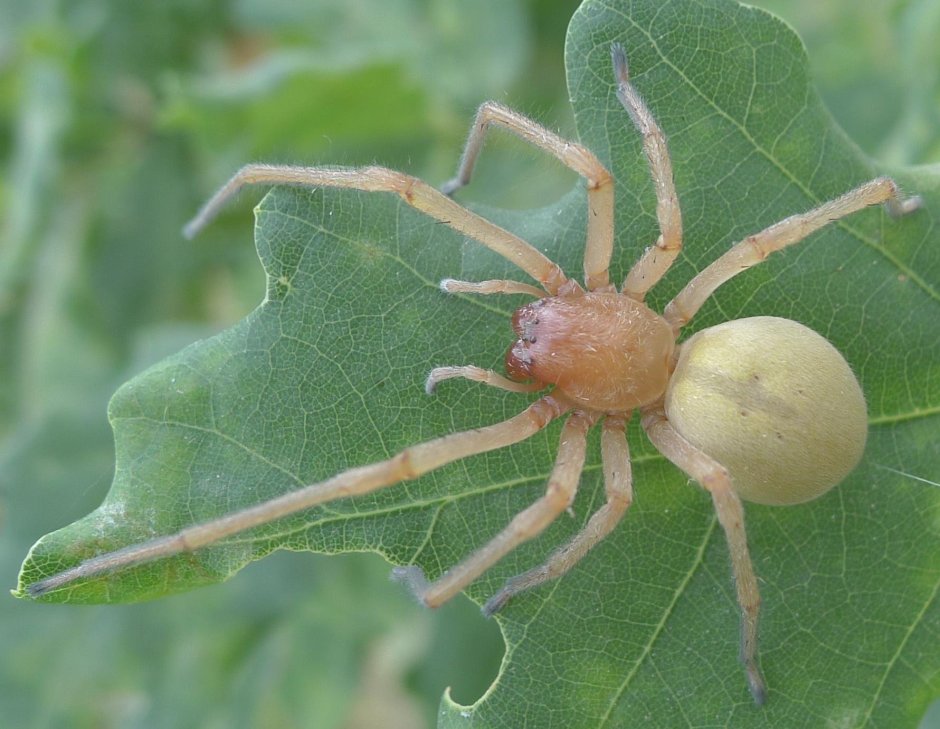 Паук Cheiracanthium punctorium