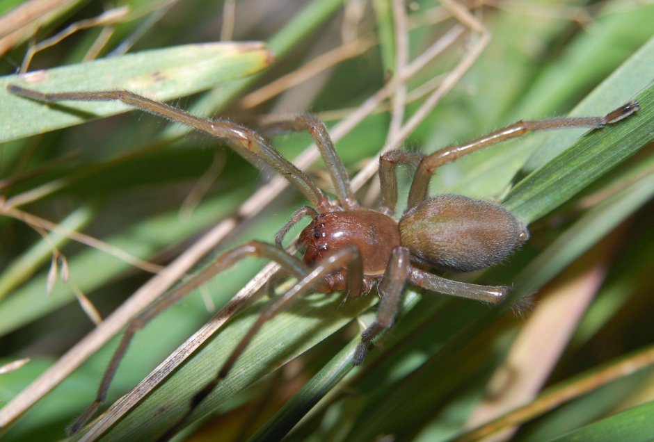 Cheiracanthium mildei паук