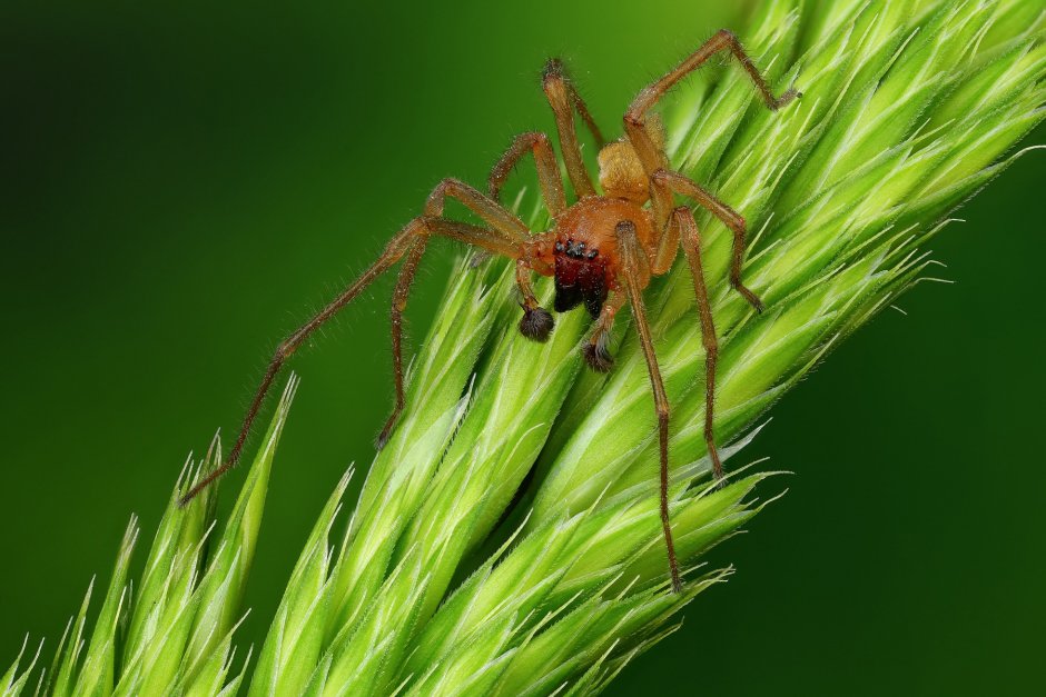 Сумчатый паук Cheiracanthium punctorium