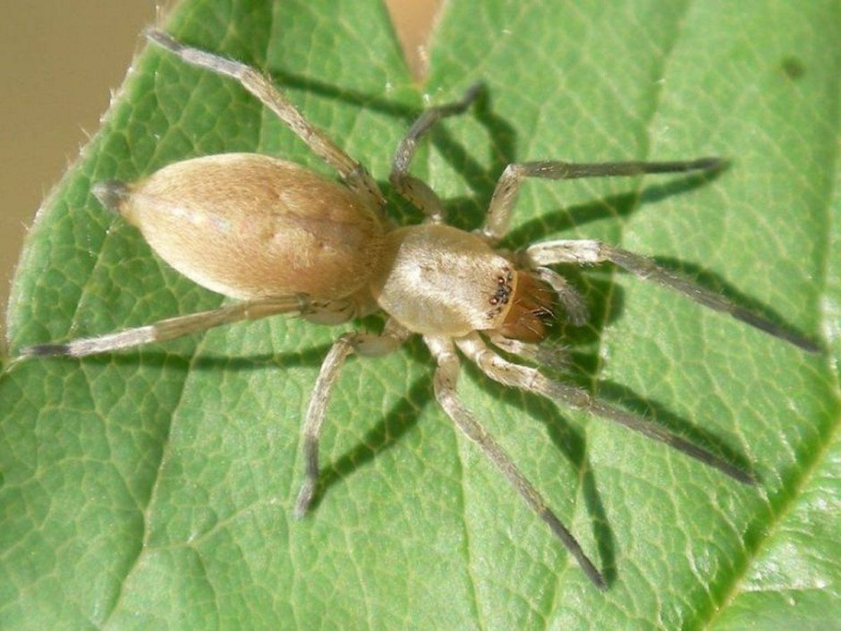 Сумчатый паук Cheiracanthium punctorium