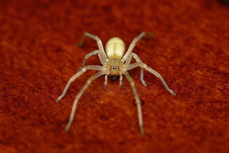 Сумчатый паук Cheiracanthium punctorium