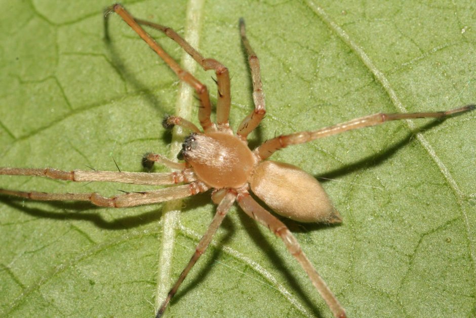 Желтый паук Сак Cheiracanthium