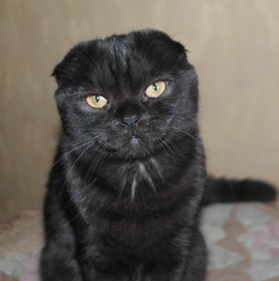 Скоттиш фолд вислоухий черный