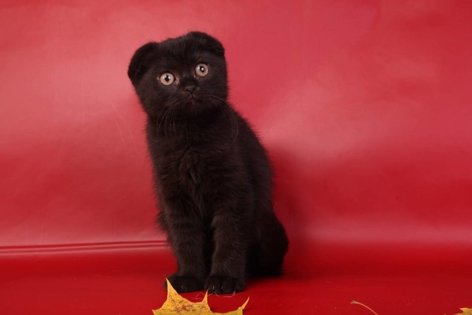 Шотландский вислоухий кот черный