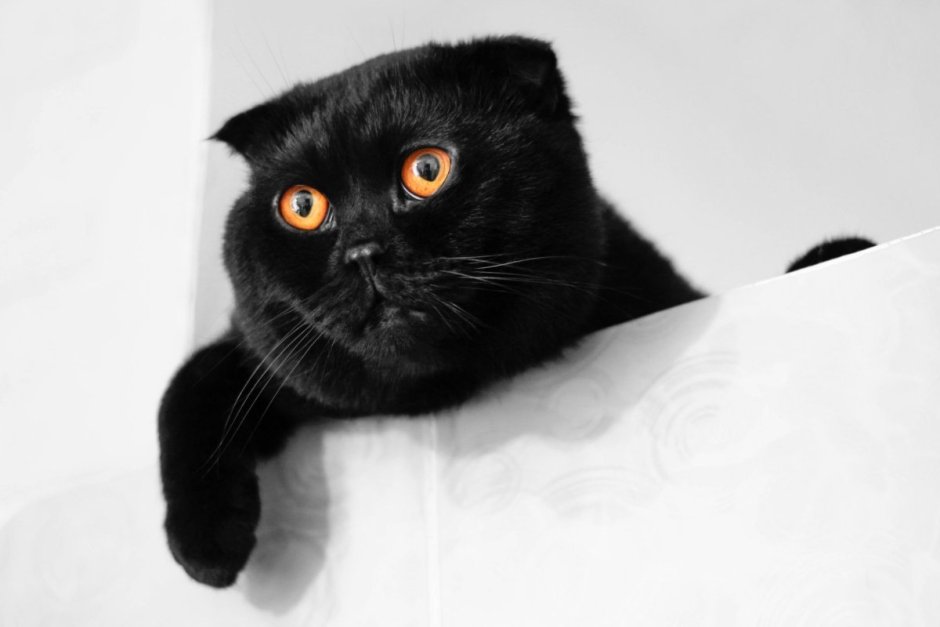 Британская вислоухая кошка черная