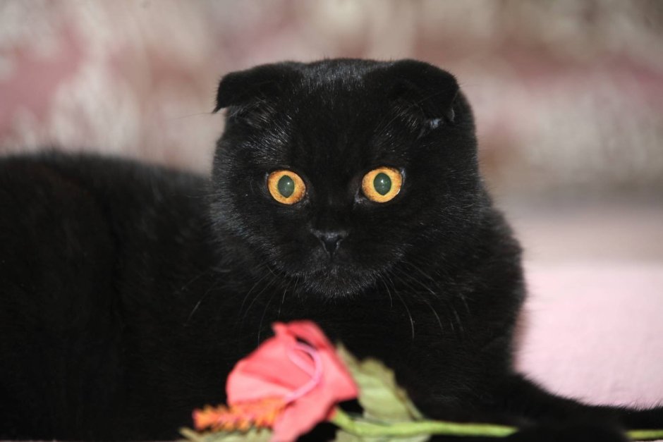 Шотландская вислоухая кошка черная