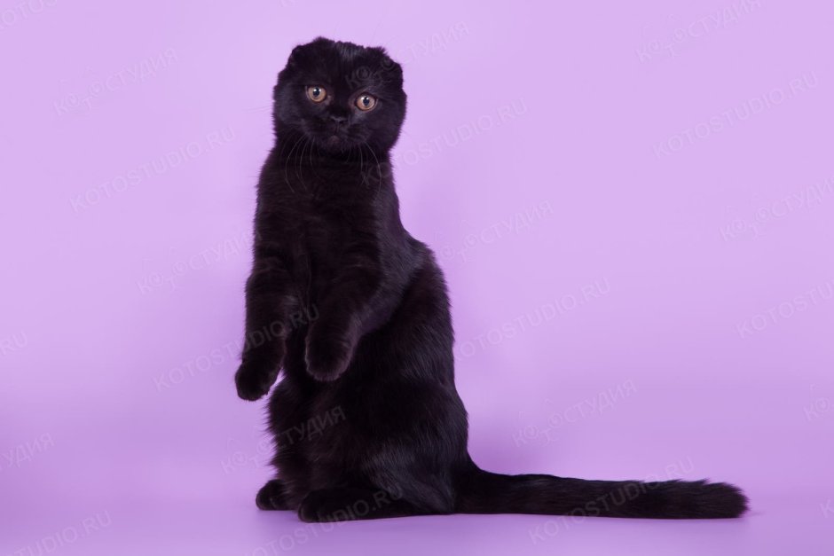 Шотландская вислоухая кошка черная