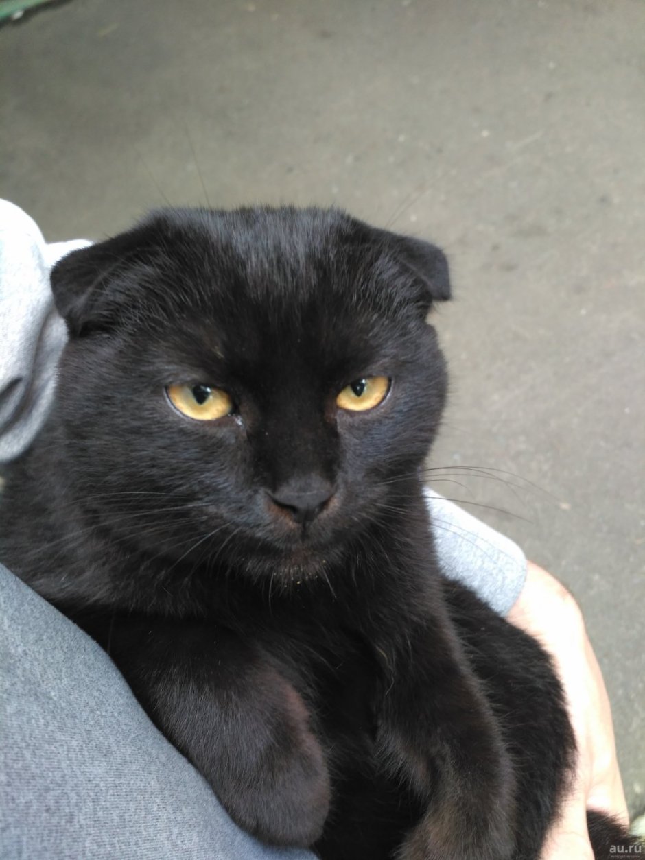 Шотландский вислоухий кот черный