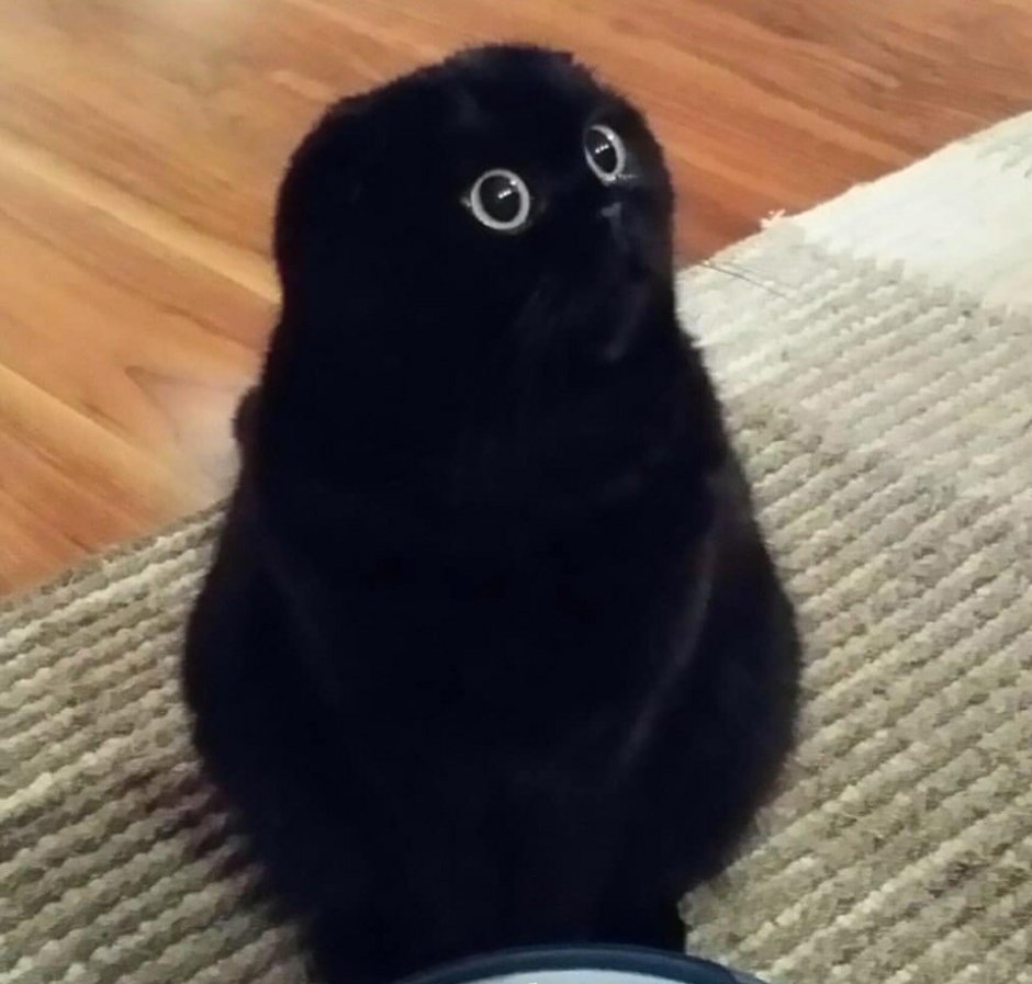 Шотландский вислоухий кот черный толстый