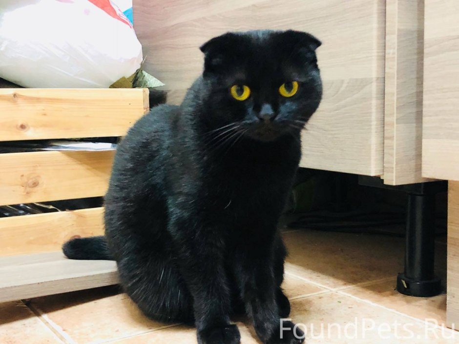 Шотландский вислоухий эбони