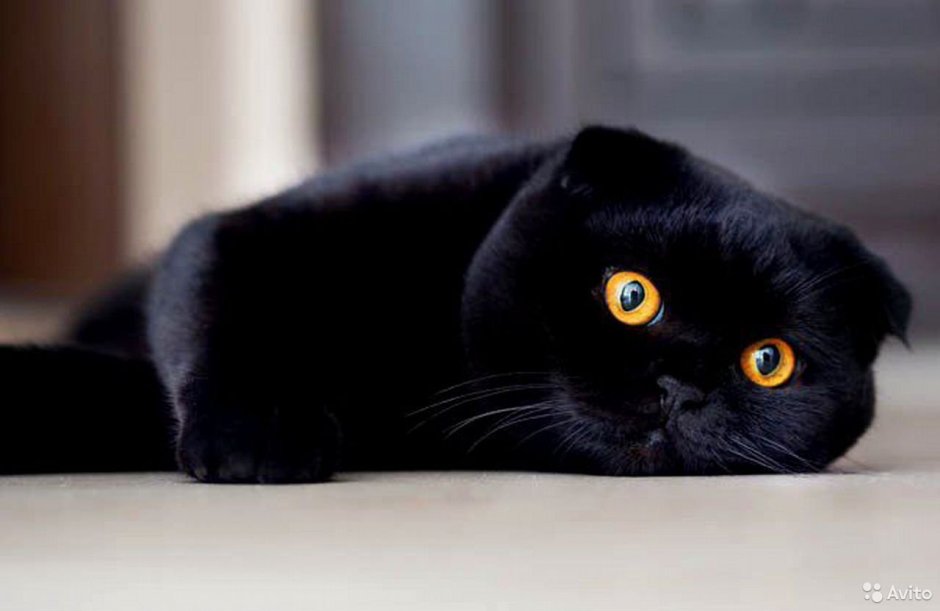 Шотландская вислоухая кошка черная