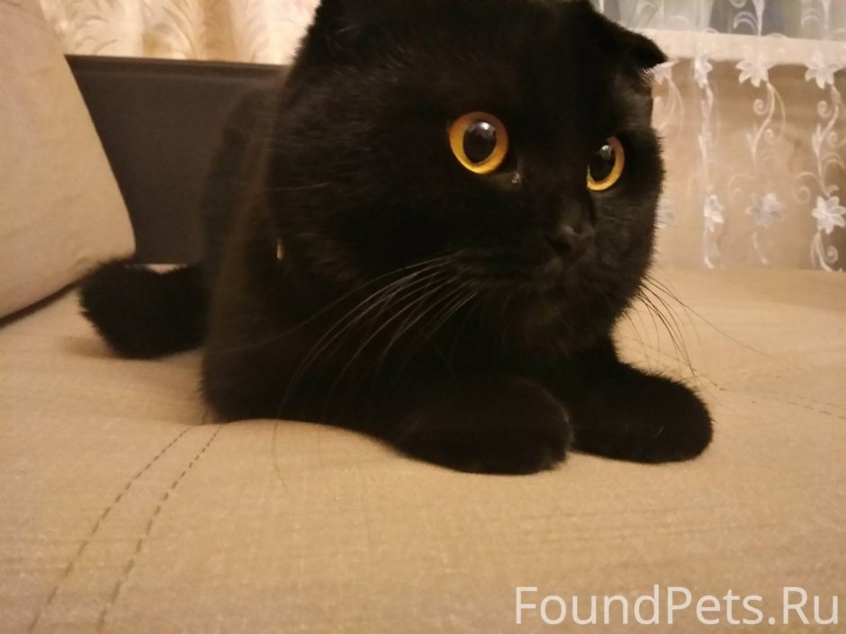 Скоттиш фолд черный с желтыми глазами
