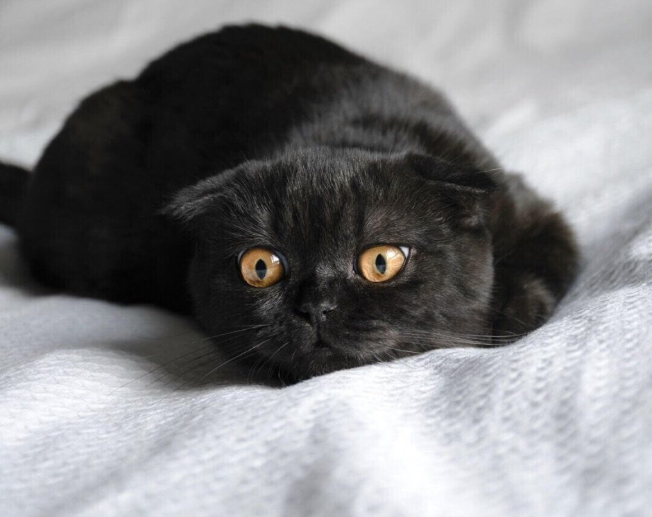 Шотландская вислоухая кошка черная