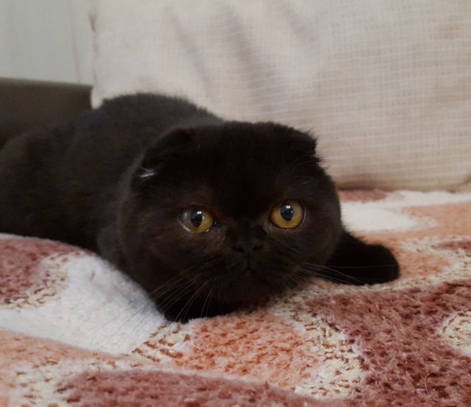 Шотландский вислоухий кот черный