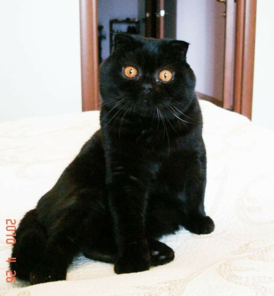 Шотландская вислоухая кошка черная