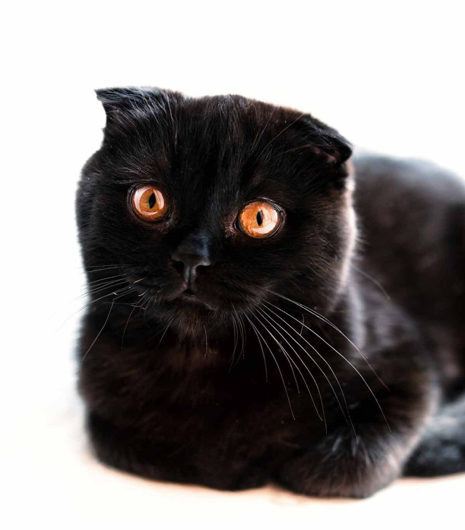 Шотландская вислоухая кошка черная