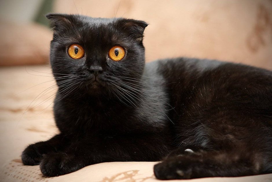 Шотландский вислоухий кот черный