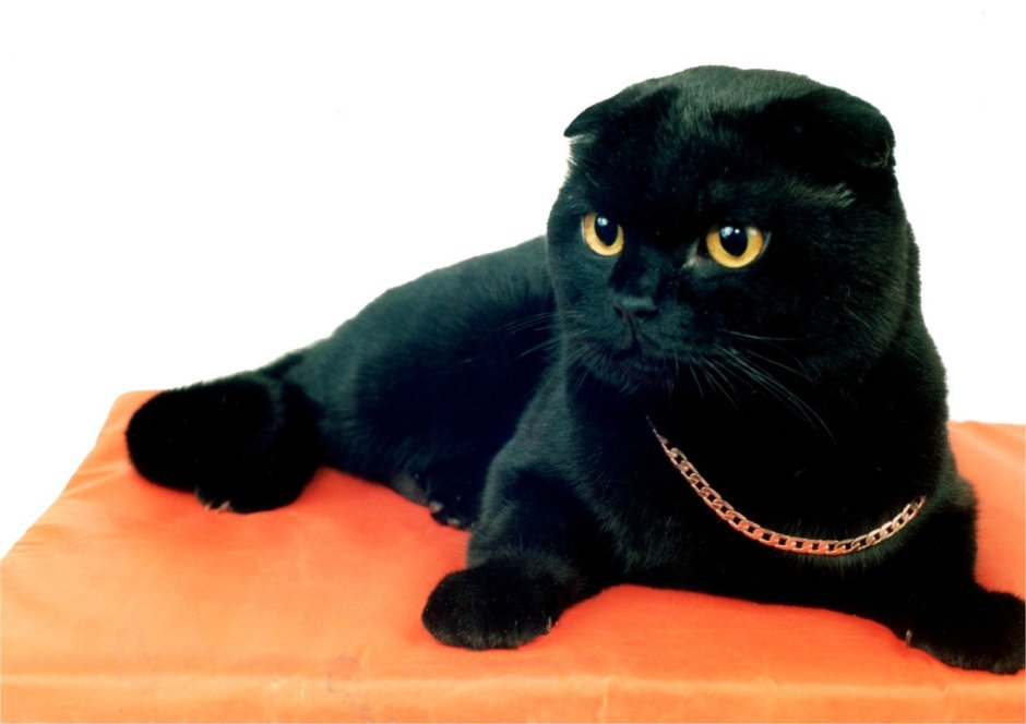 Скоттиш фолд черный