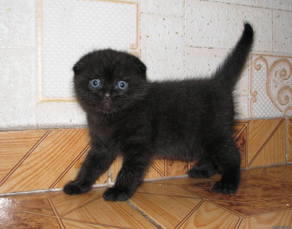 Котята скоттиш фолд вислоухие черные