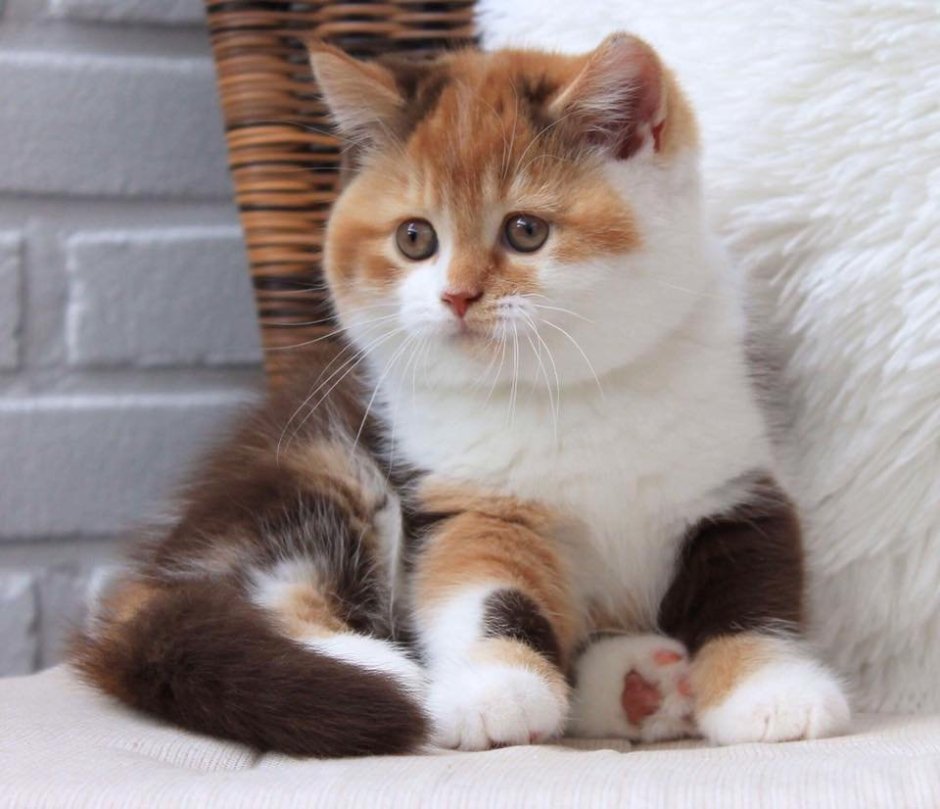 Трехшерстная кошка