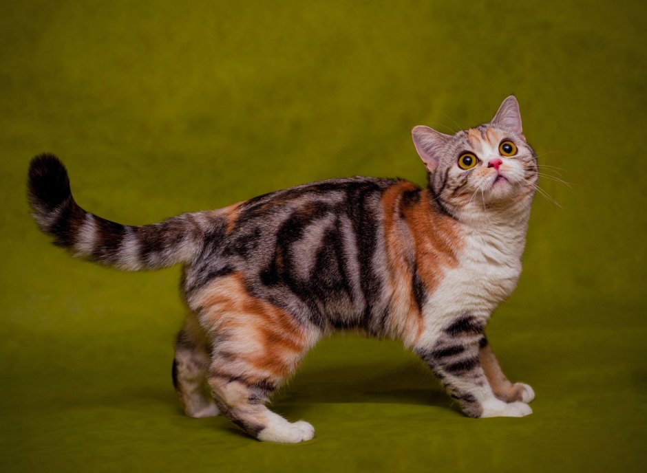 Котенок черепаховый трехцветный
